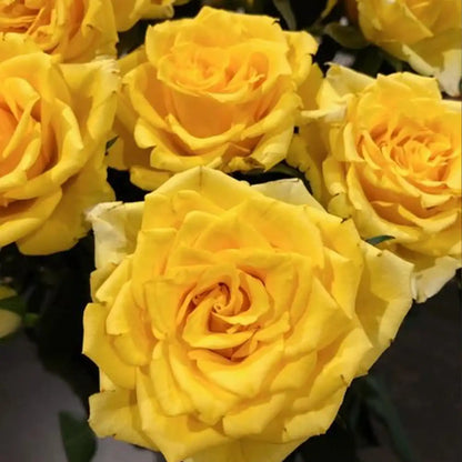 Golden Elegance Rose Seeds
