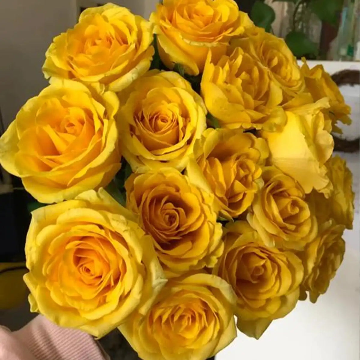 Golden Elegance Rose Seeds