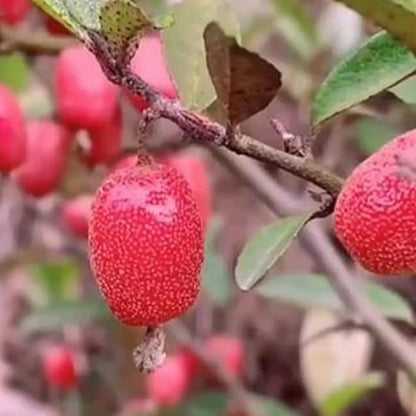 Goumi Berry Seeds