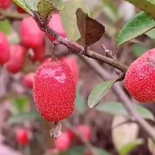 Goumi Berry Seeds