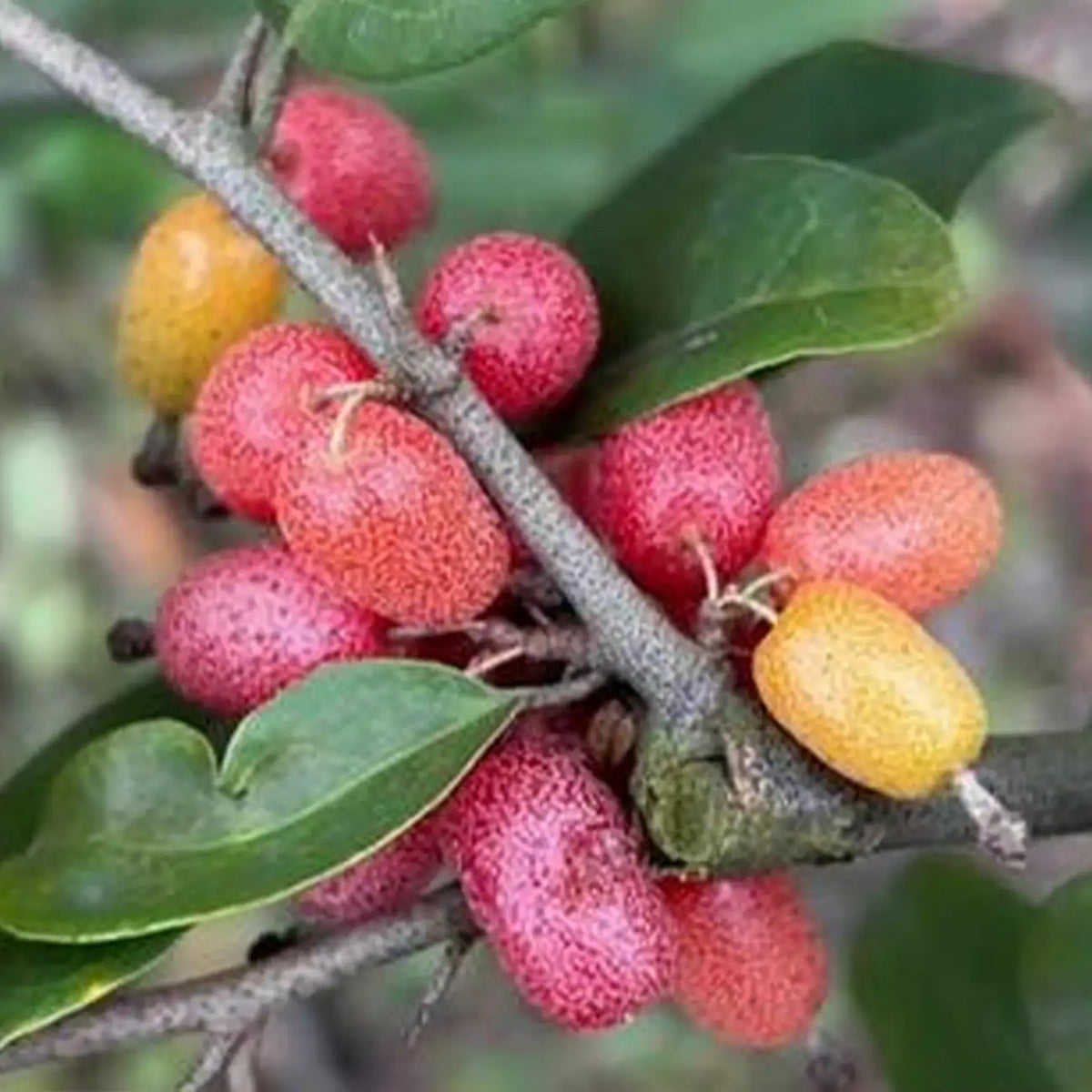 Goumi Berry Seeds