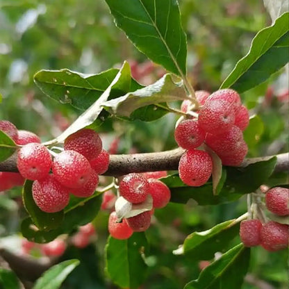 Goumi Berry Seeds