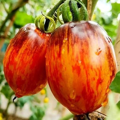 Midnight Striped Grape Tomato Seeds