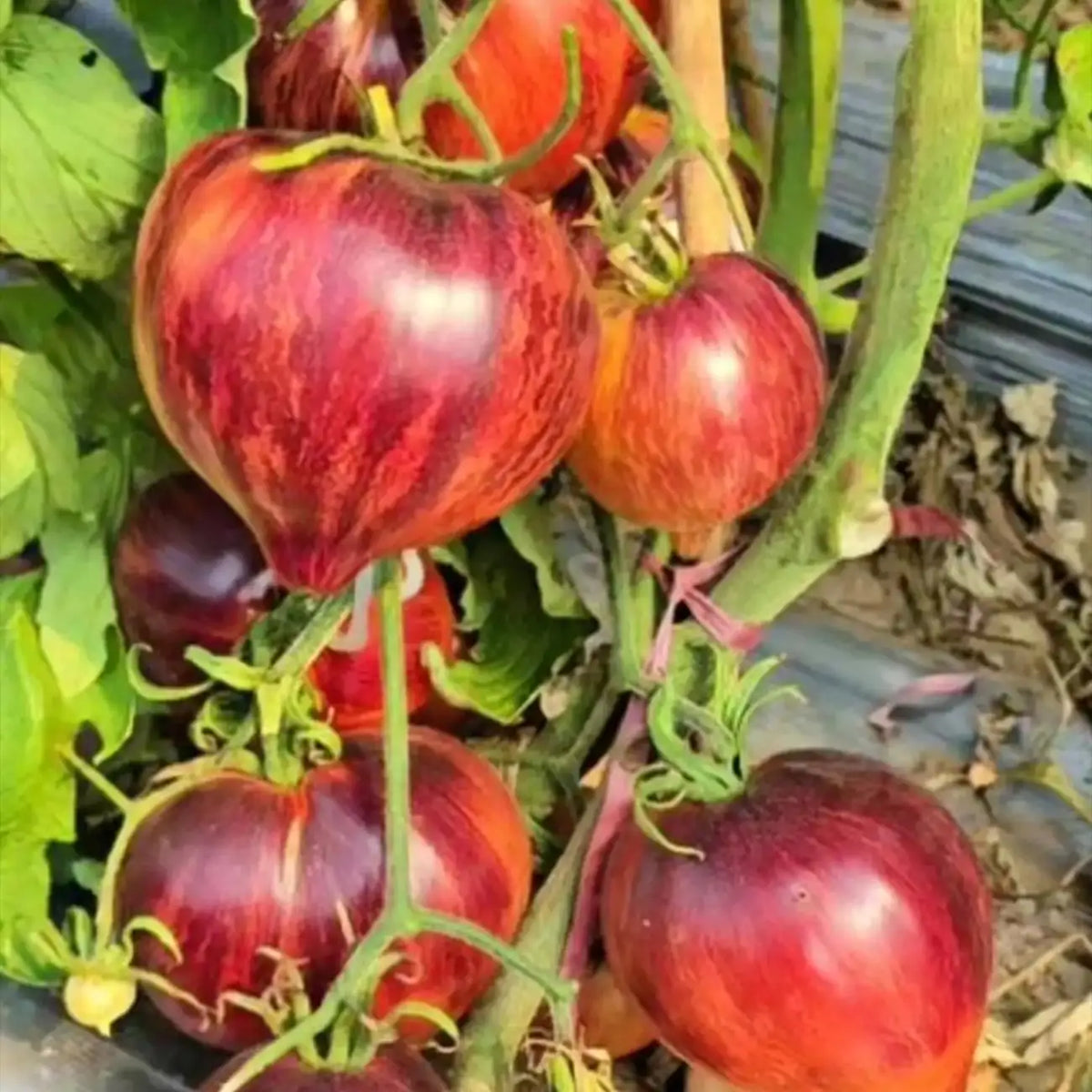 Midnight Striped Grape Tomato Seeds