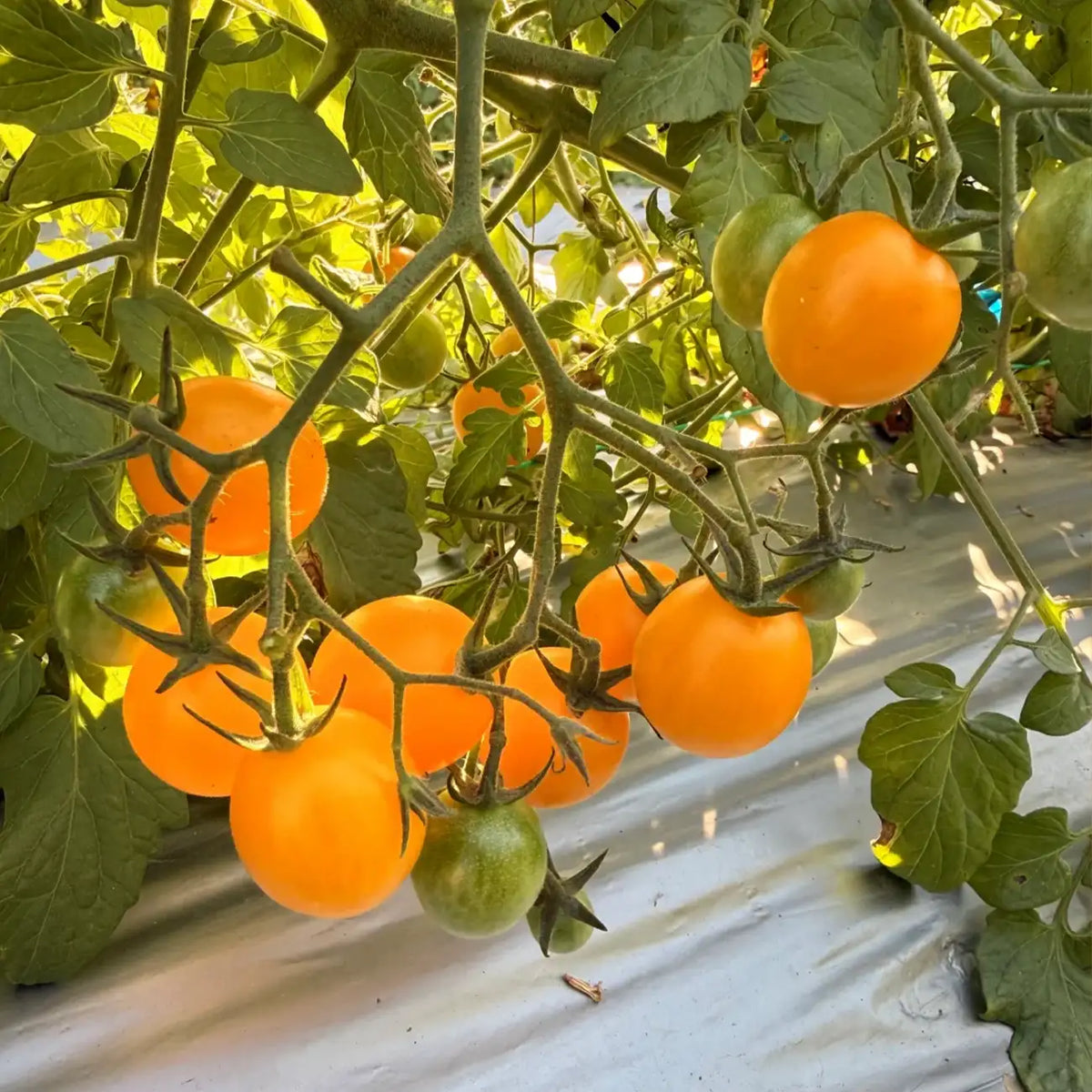 Golden Sweet Grape Tomato Seeds