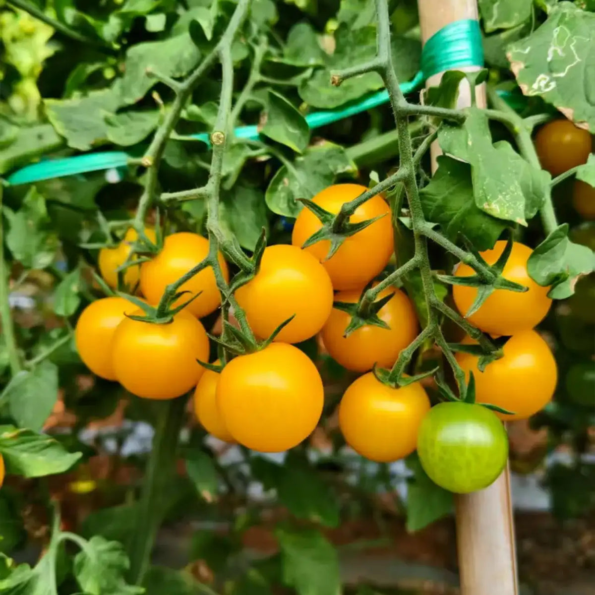 Golden Sweet Grape Tomato Seeds