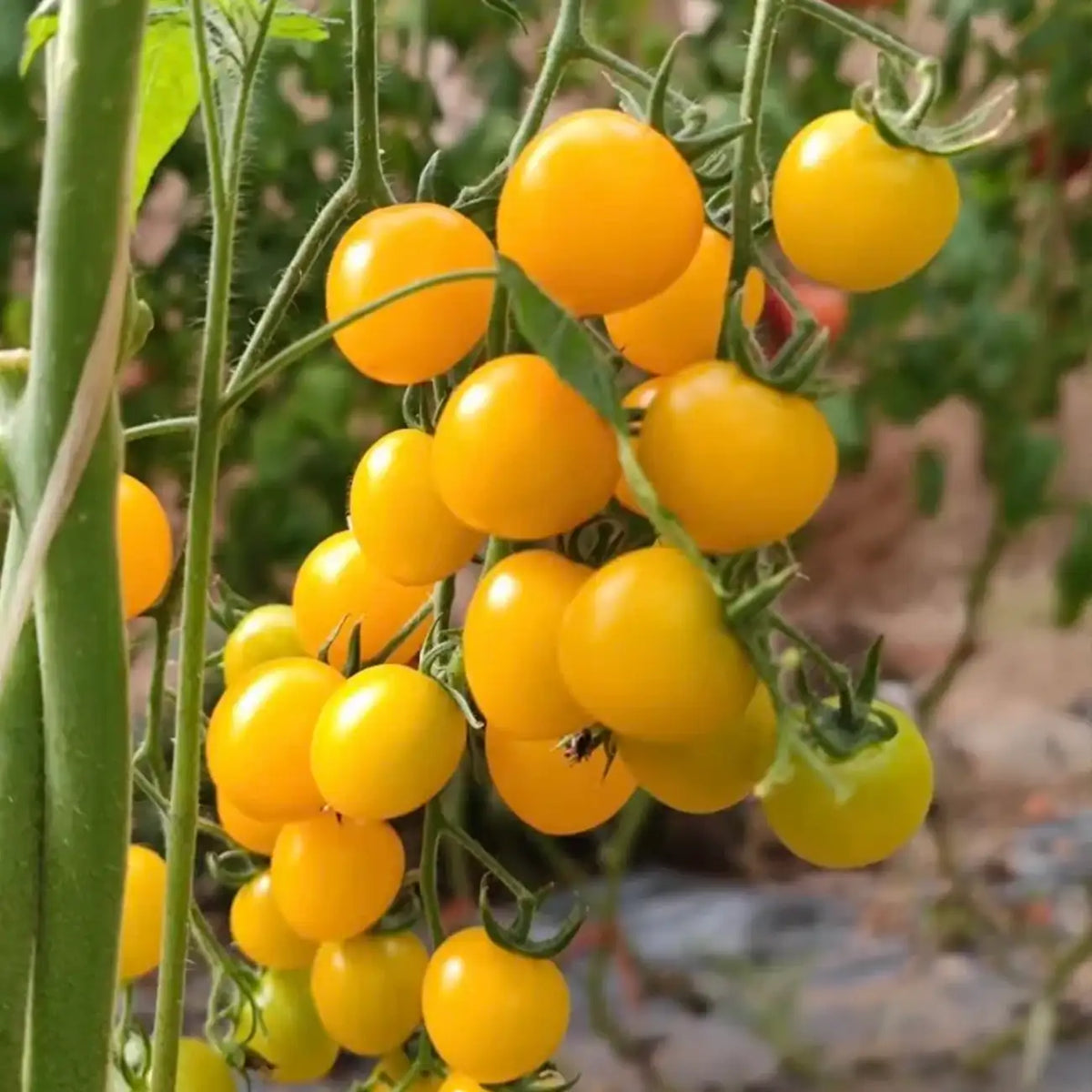 Golden Sweet Grape Tomato Seeds