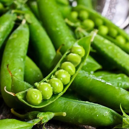 Green Arrow Pea Seeds