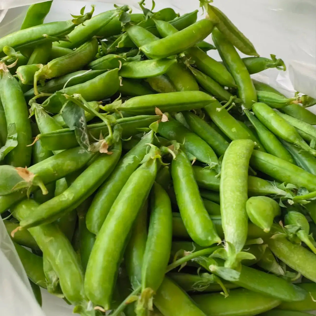 Green Arrow Pea Seeds