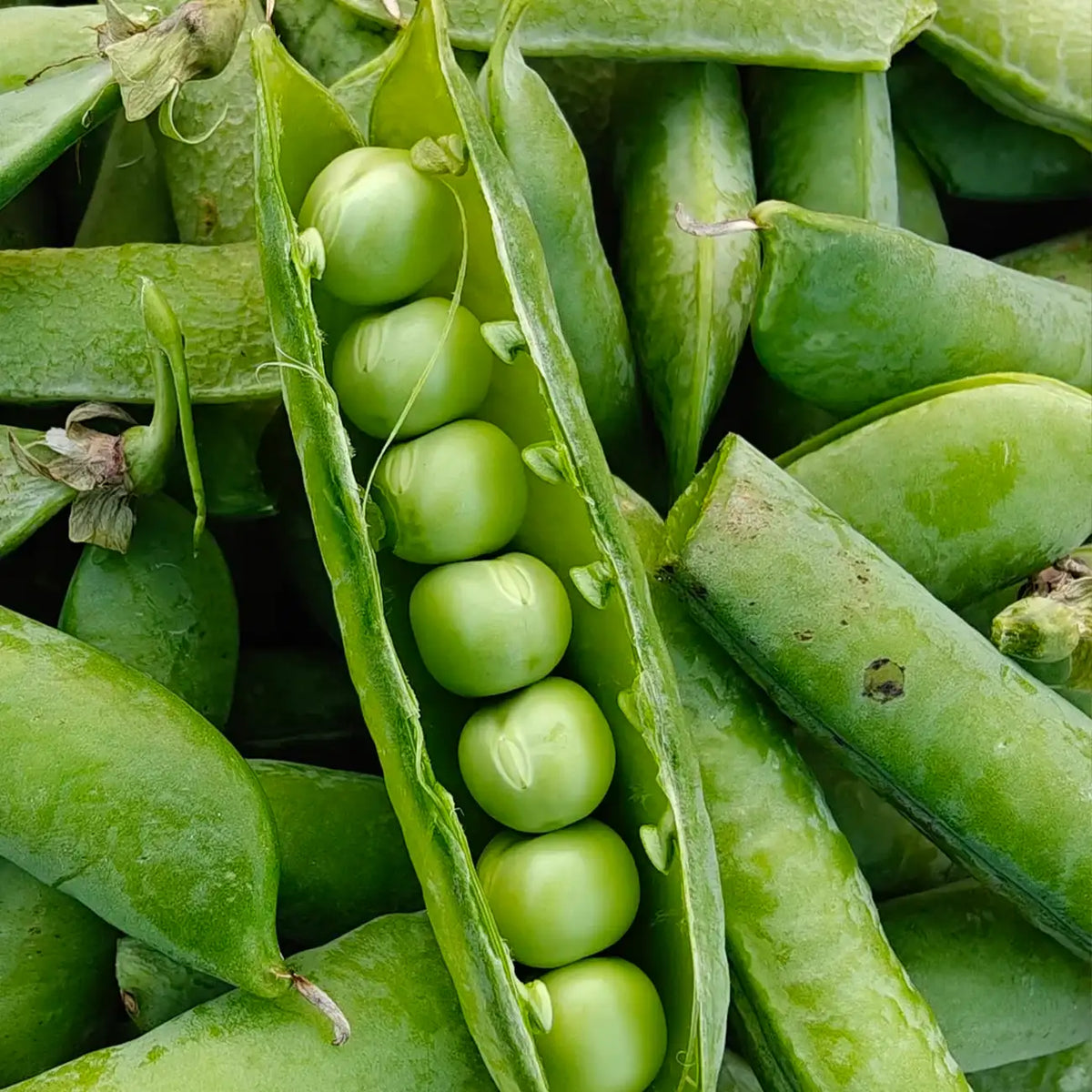 Green Arrow Pea Seeds