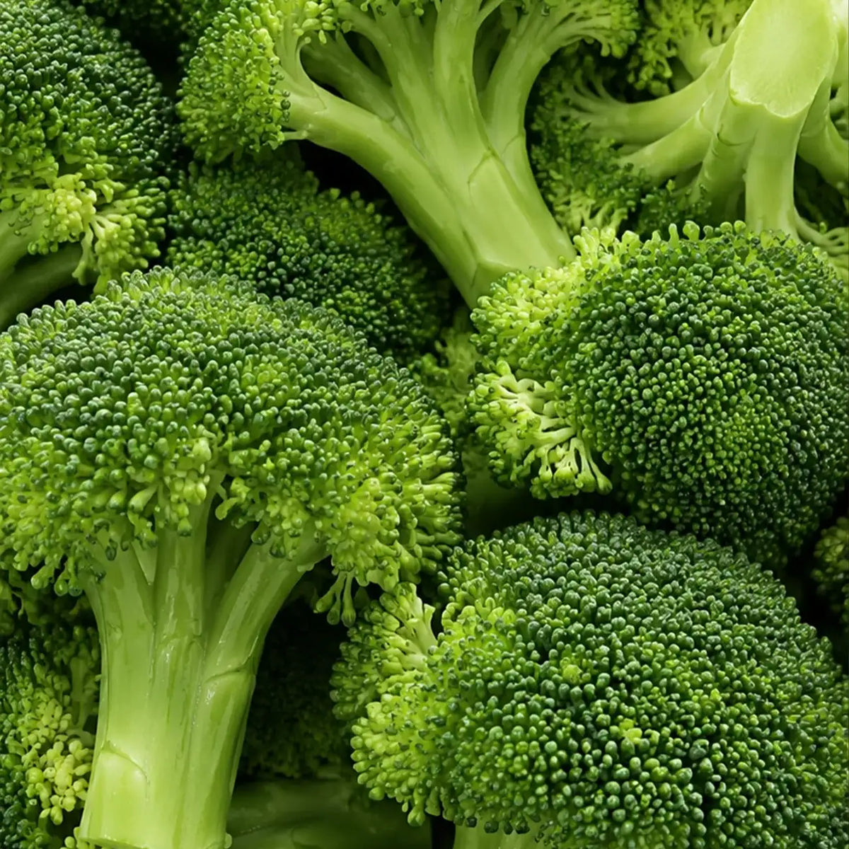 Green Magic Hybrid Broccoli Seeds