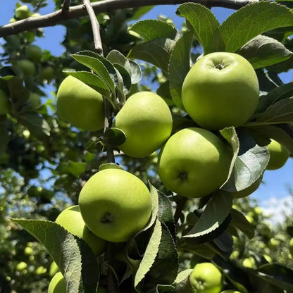 Green Apple Seeds