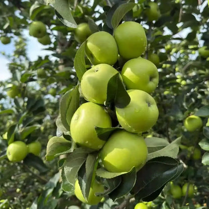 Green Apple Seeds