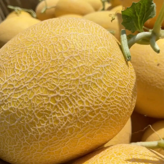 Hale's Best Organic Melon Cantaloupe