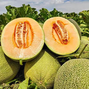 Hami Melon Seeds