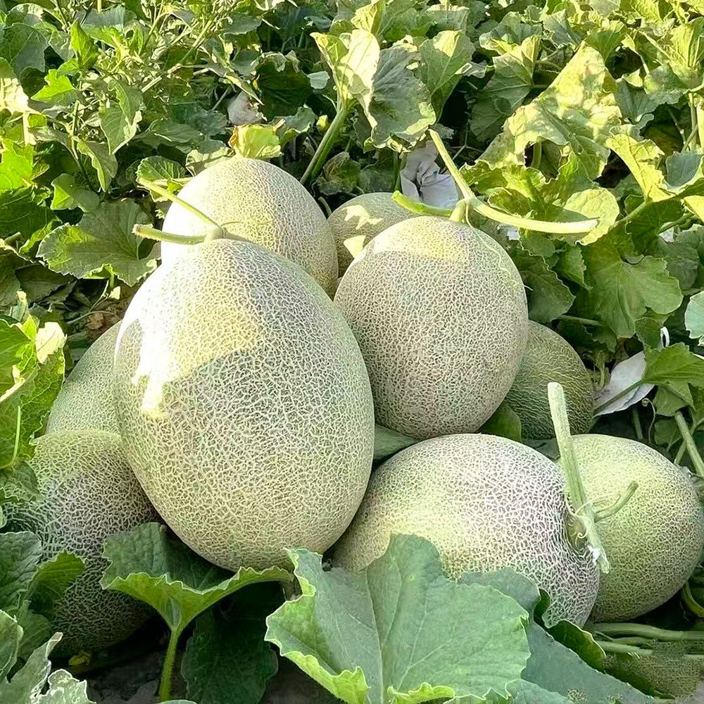 Hami Melon Seeds