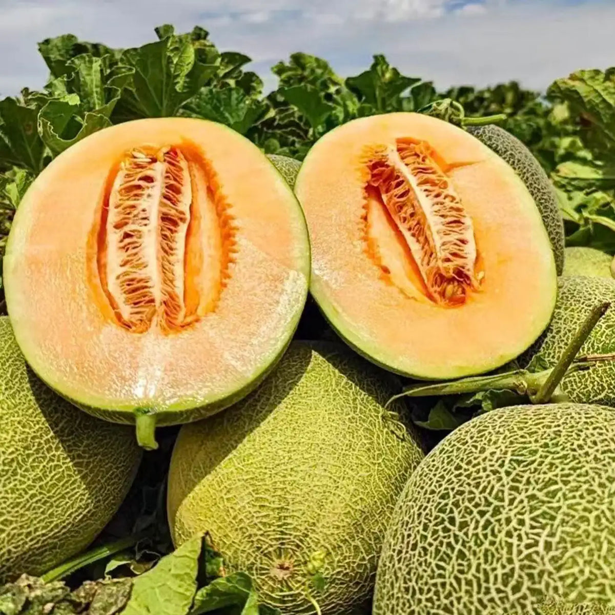 Hami Melon Seeds