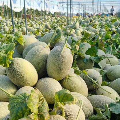 Hami Melon Seeds