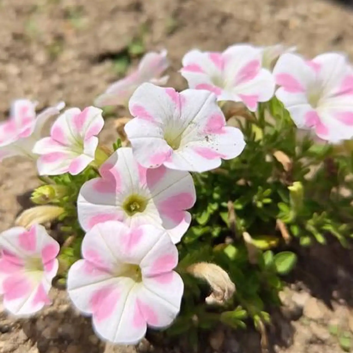 Petunia Seeds - Rosy Heartbeat