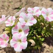 Petunia Seeds - Rosy Heartbeat