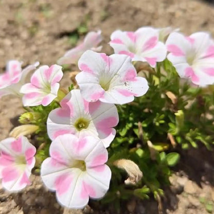 Petunia Seeds - Rosy Heartbeat