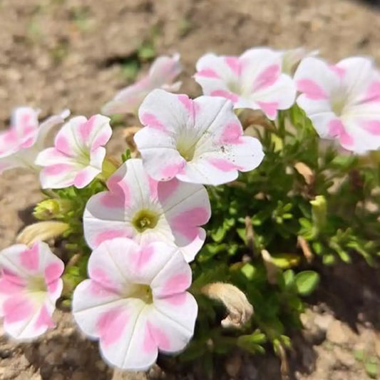 Petunia Seeds - Rosy Heartbeat