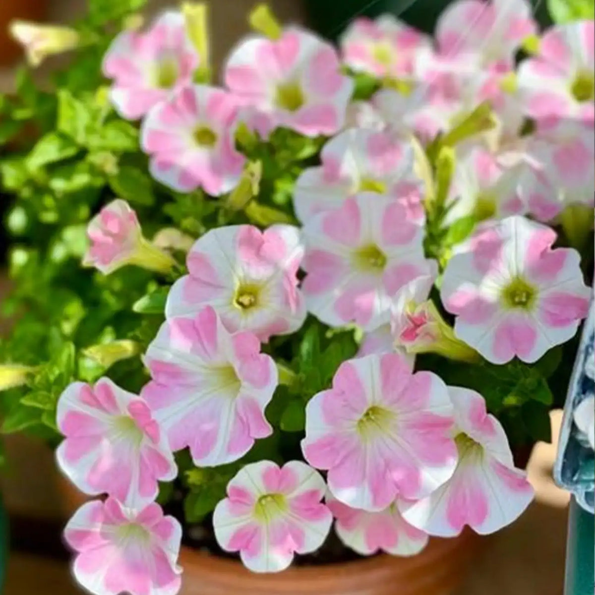 Petunia Seeds - Rosy Heartbeat