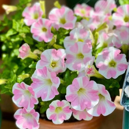 Petunia Seeds - Rosy Heartbeat