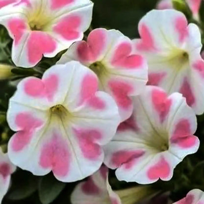 Petunia Seeds - Rosy Heartbeat