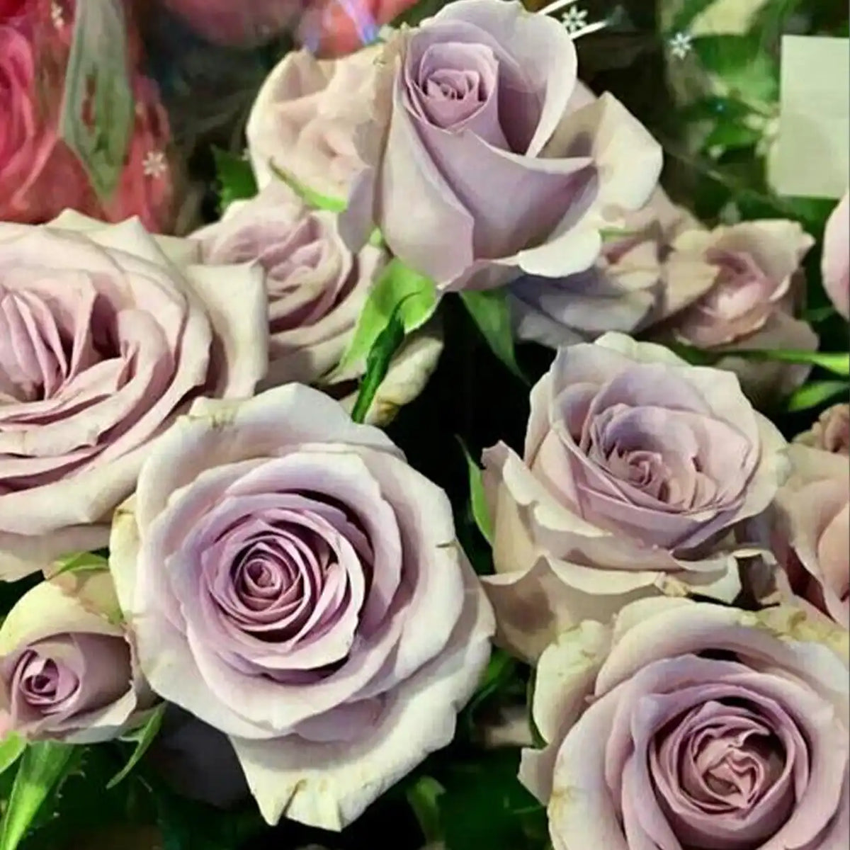 Heart of the Ocean Rose Seeds