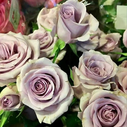 Heart of the Ocean Rose Seeds