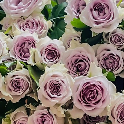 Heart of the Ocean Rose Seeds