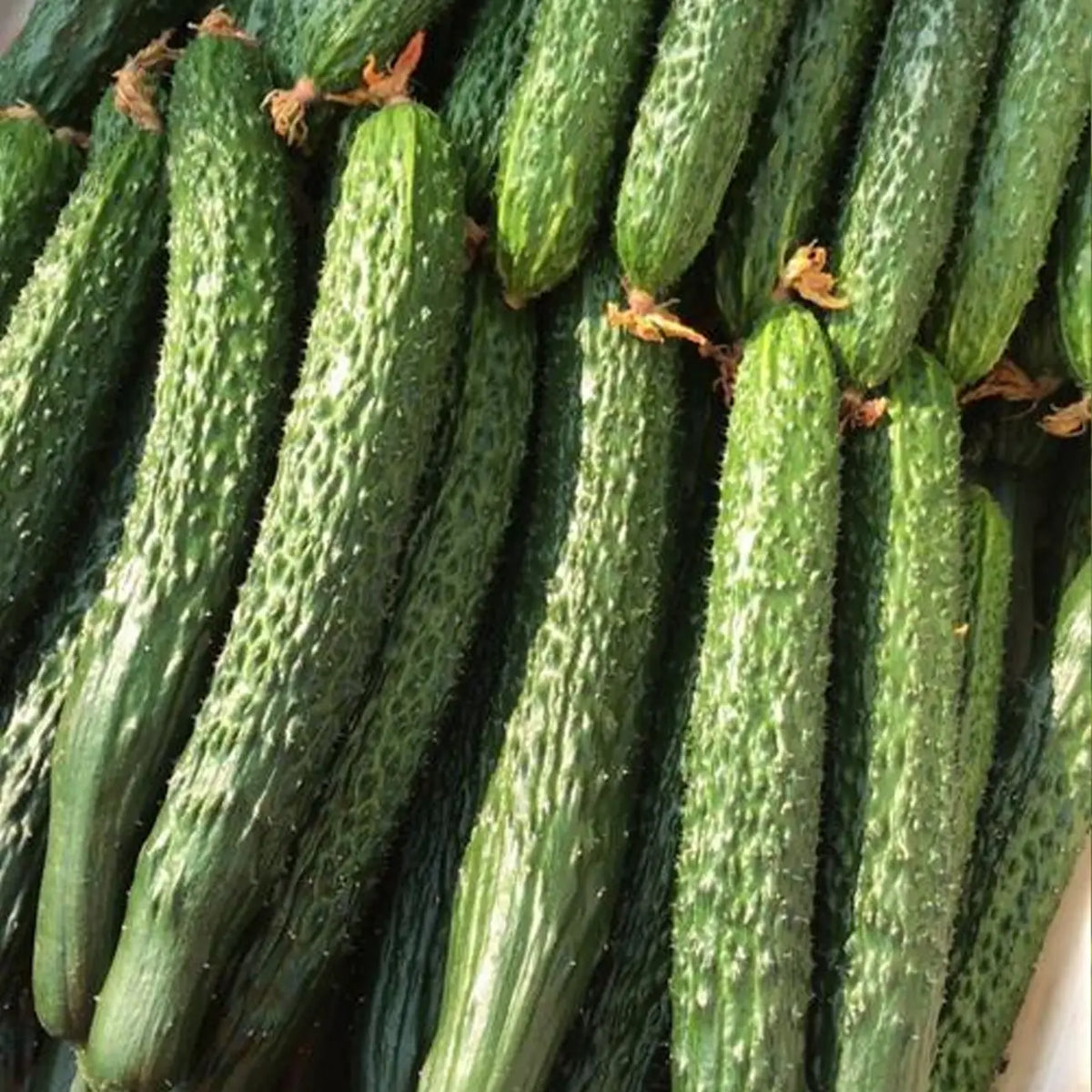 Heirloom Chinese Cucumbers Seeds