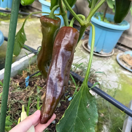 Heirloom Italian Sweet Peppers Seeds