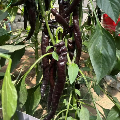Heirloom Italian Sweet Peppers Seeds