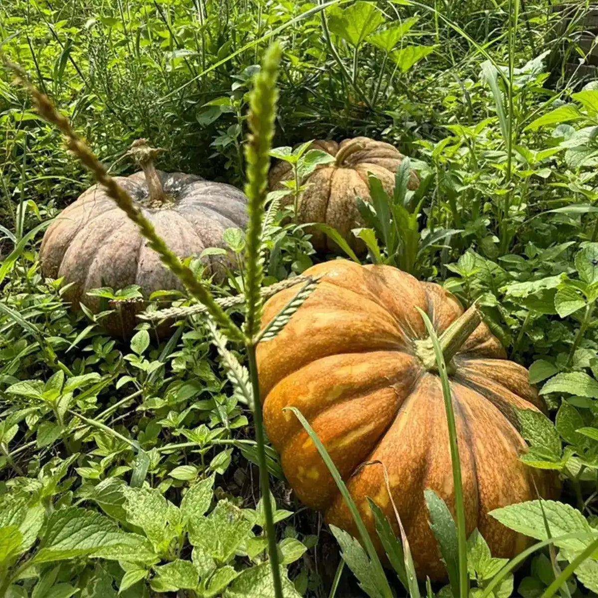 Heirloom Pumpkins Seeds