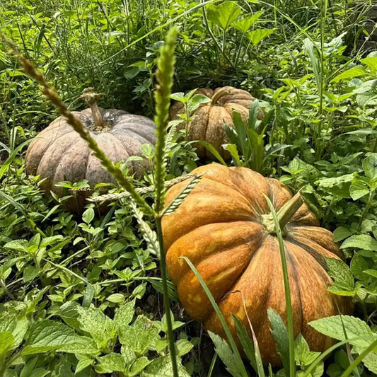 Heirloom Pumpkins Seeds