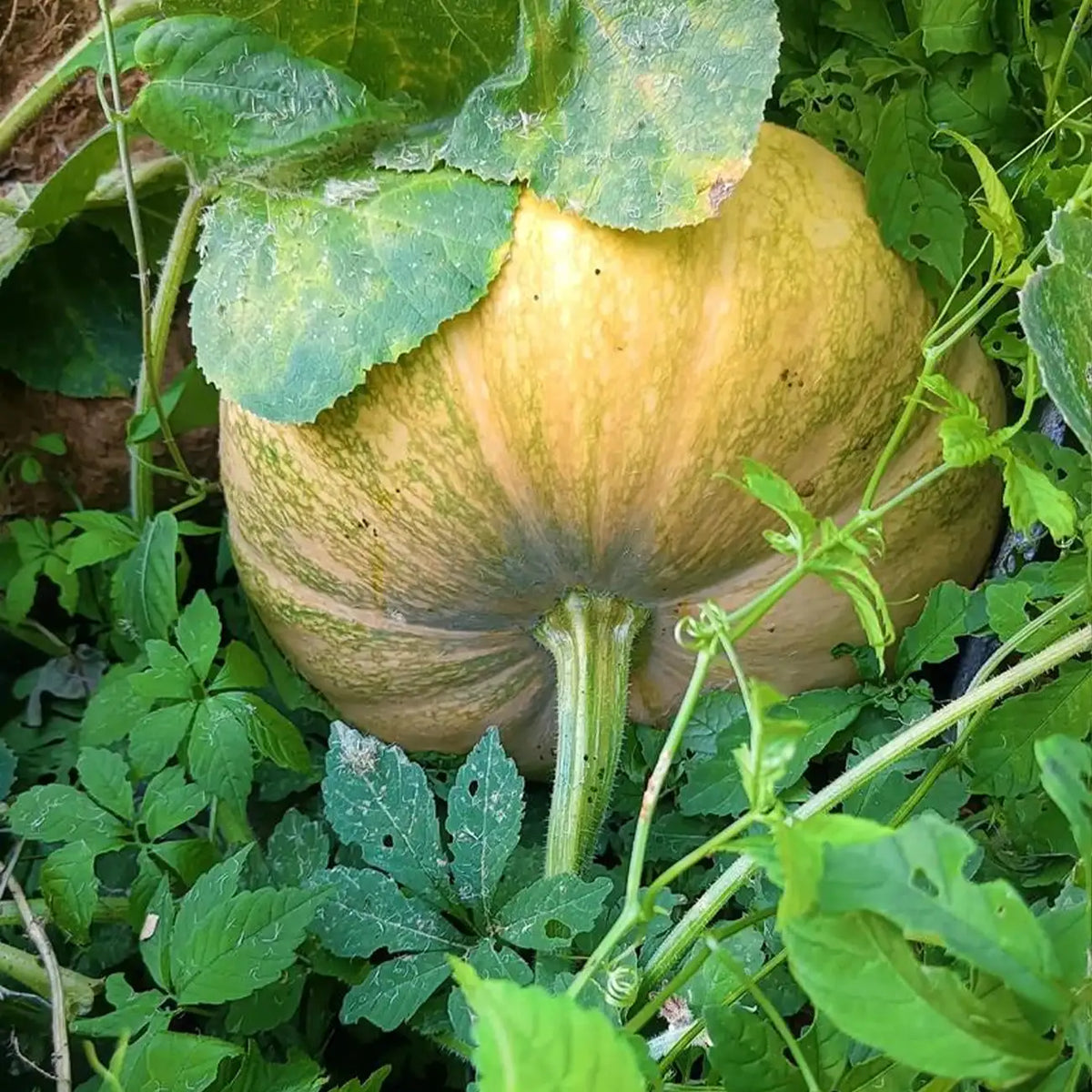 Heirloom Pumpkins Seeds