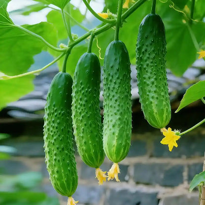 Dark Green Cucumber with Dense Spines Seeds