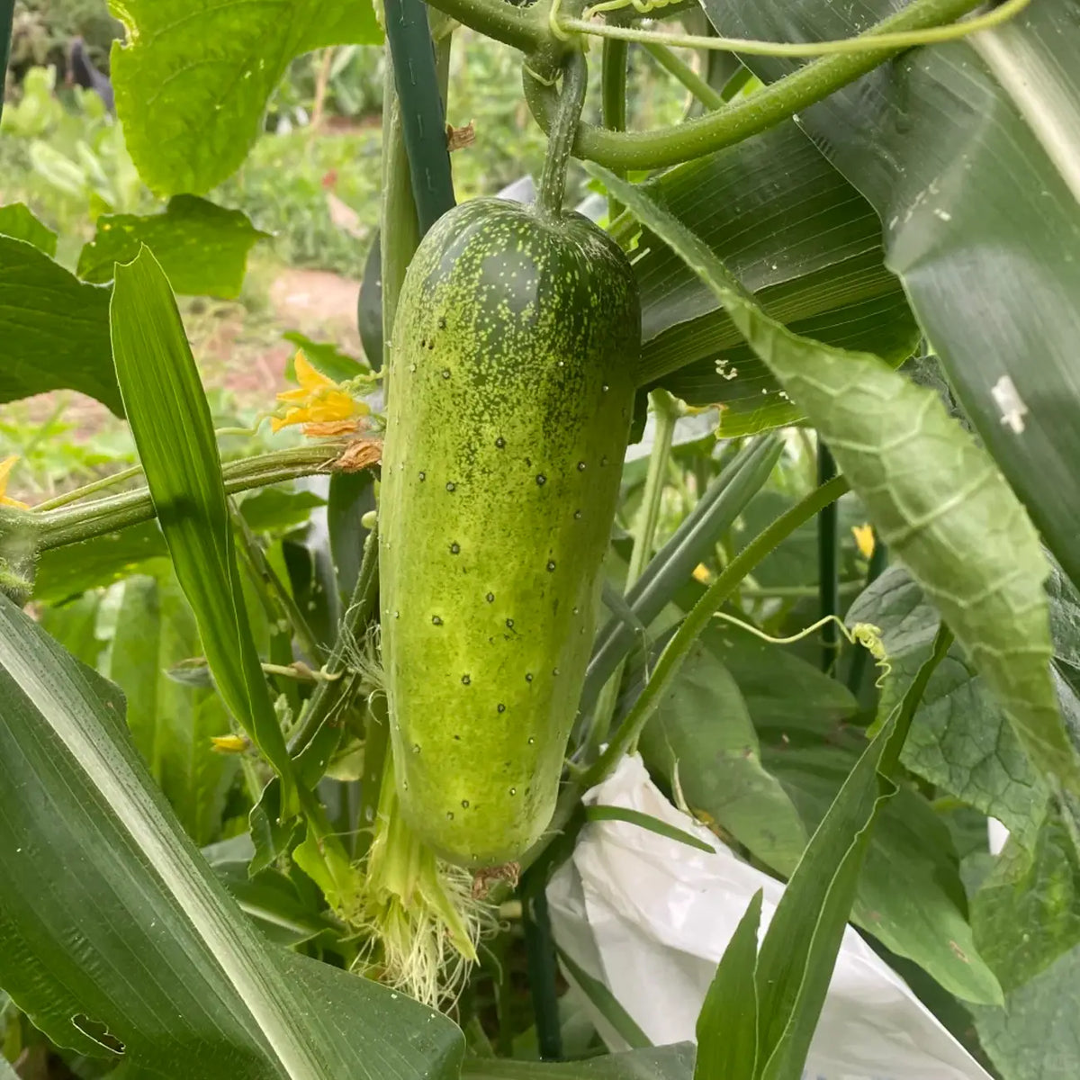 Heirloom Slicing Cucumber Seeds
