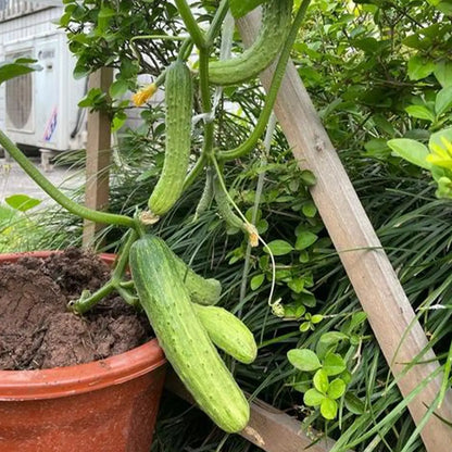 Heirloom Slicing Cucumber Seeds