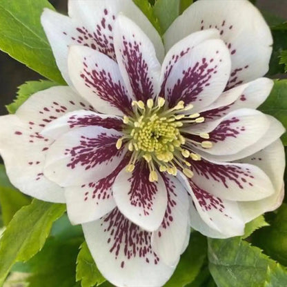 Hellebore Seeds - Confetti Cake