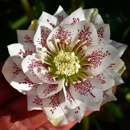 Hellebore Seeds - Confetti Cake