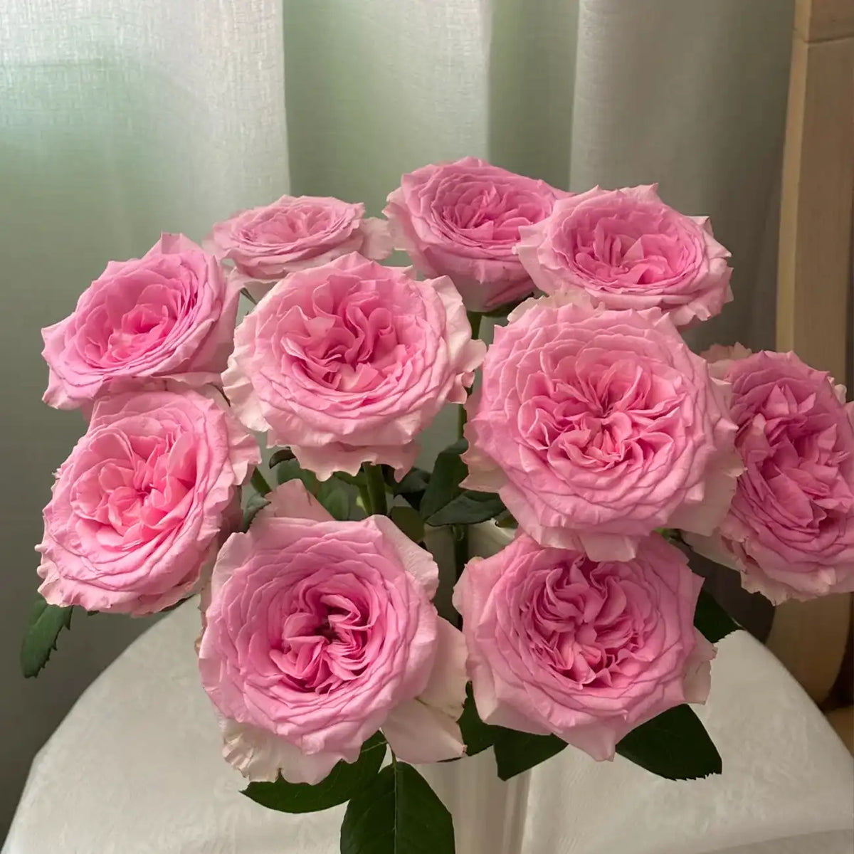 Hibiscus Spirit Rose Seeds