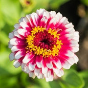 Hidden Dragon Zinnia Seeds