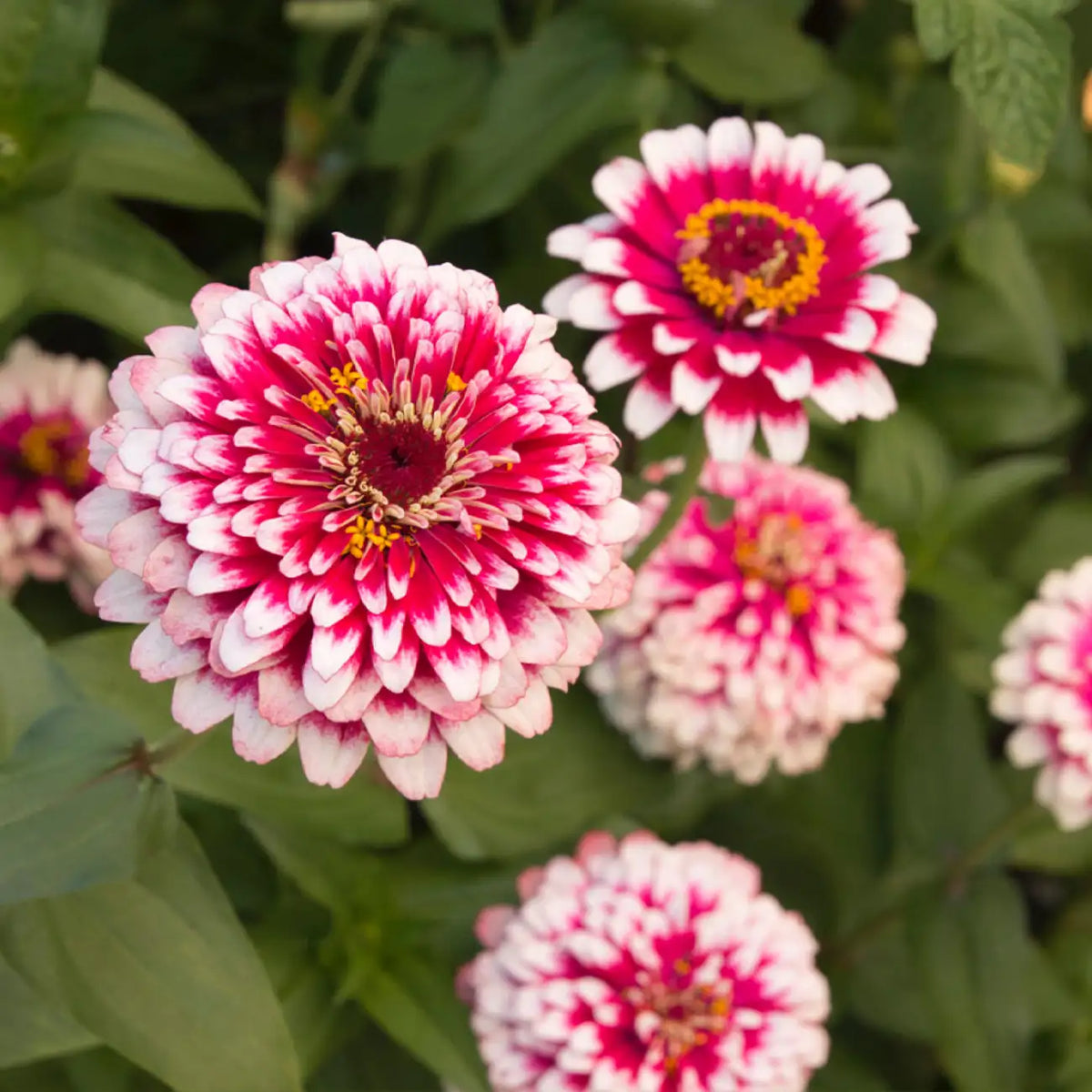 Hidden Dragon Zinnia Seeds