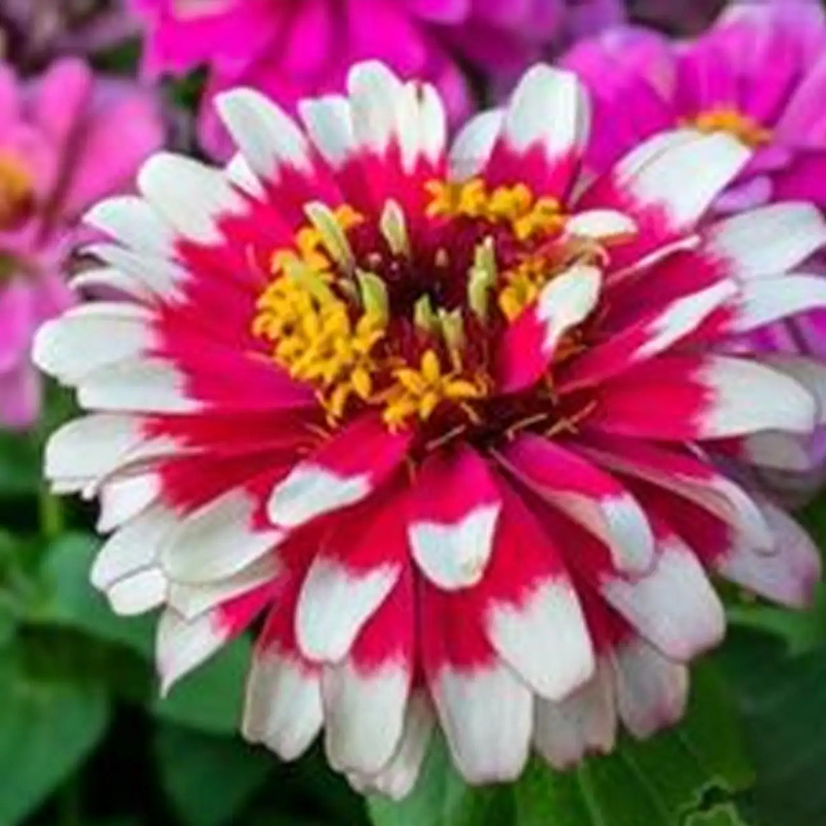 Hidden Dragon Zinnia Seeds