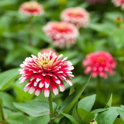 Hidden Dragon Zinnia Seeds