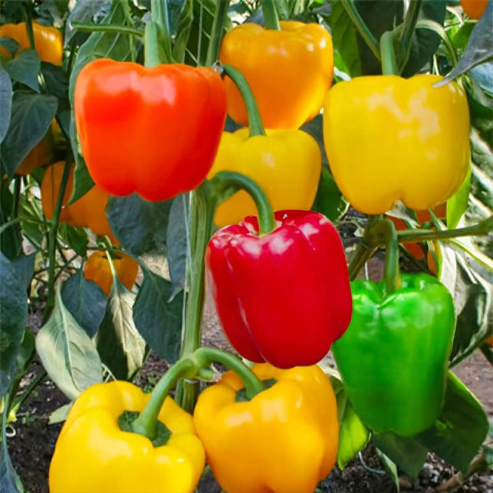 Sweet Bell Pepper Seeds