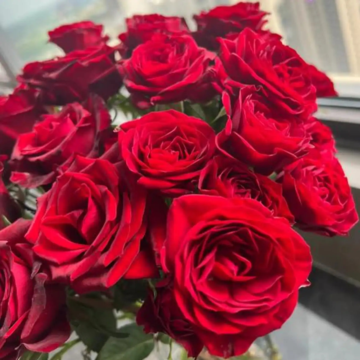Highland Red Rose Seeds